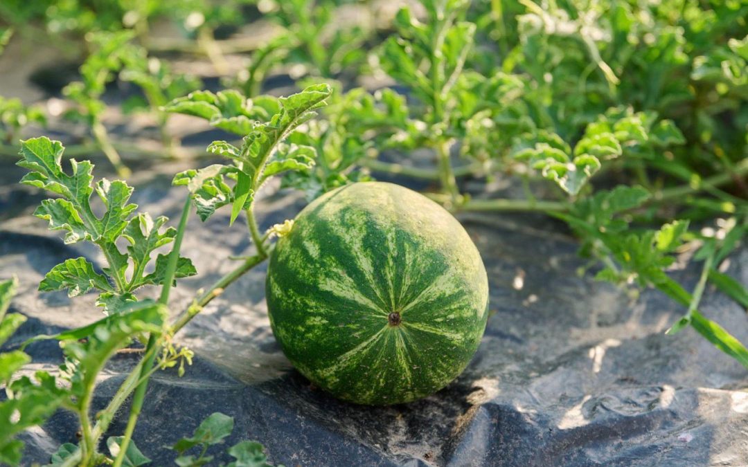 Folija za lubenice i bostan